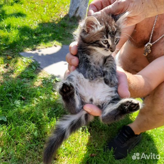 Котята коты кошки