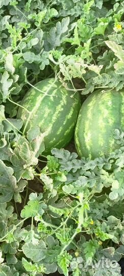 Арбуз каристан