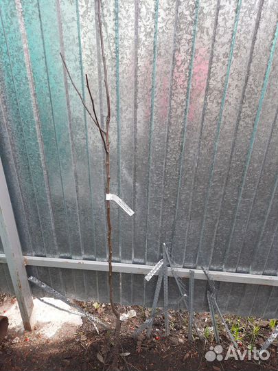 Сажанец груши