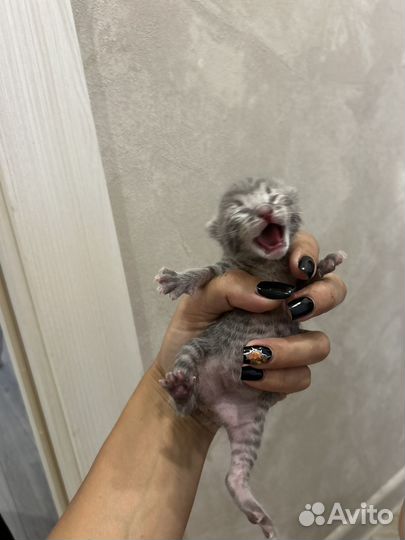 3 кота 3 хвоста котята