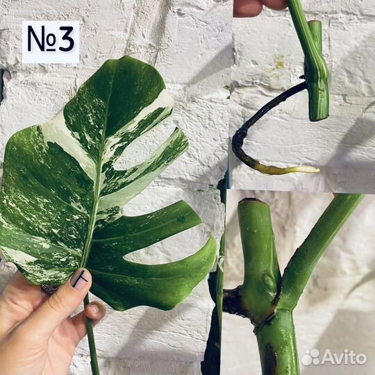 Монстера вариегатная альба. Черенки