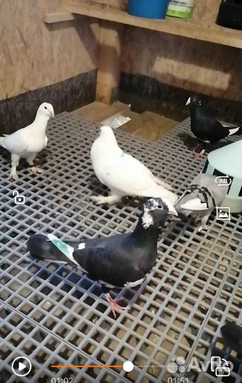 Голуби. Адана