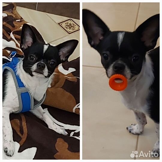 Щенки чихуахуа