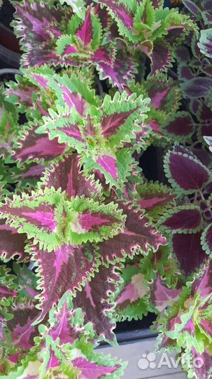 Колеусы вегетативные 3сорта