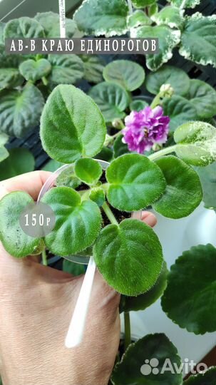 Фиалки детки новинки коллекции