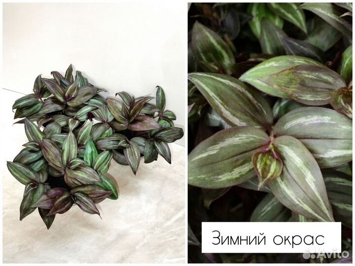 Традесканция Зебрина Дисколор