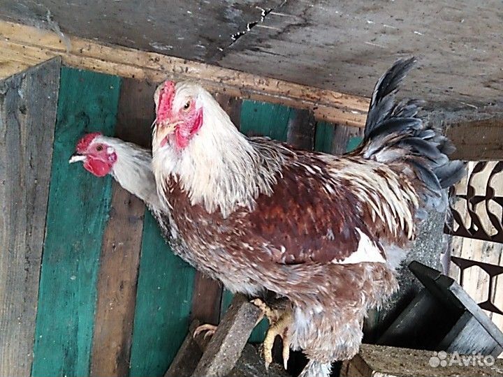 Петухи брама молодые
