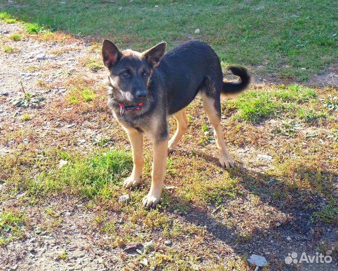 Щенки овчарки в дар 5мес