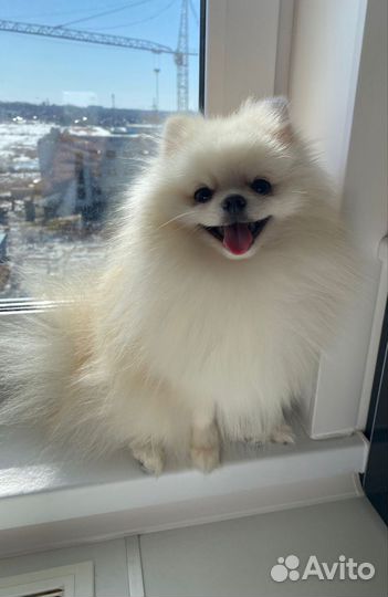 Щенки шпица