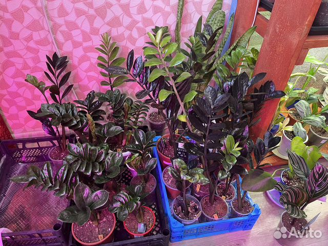 Чёрный замиокулькас Равен