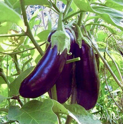 Семена Сортовых Баклажан 2 сорта