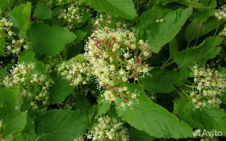 Черноклёновый мёд (элитный) оч. мало в наличии