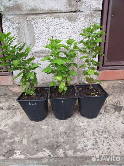 Хризантемы