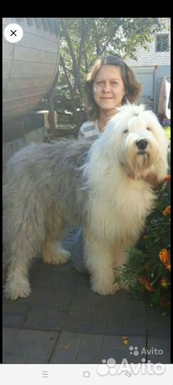 Бобтейл щенки