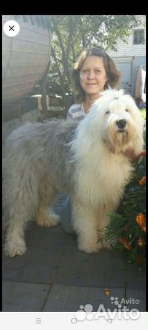 Бобтейл щенки