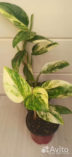 Монстера (филодендрон) Кобра желтая