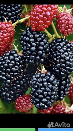 Саженцы ежевики