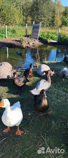 Мускусные утки (индоутки)