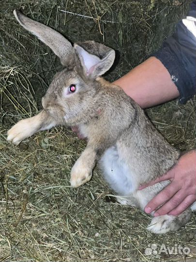 Кролики породы фландр