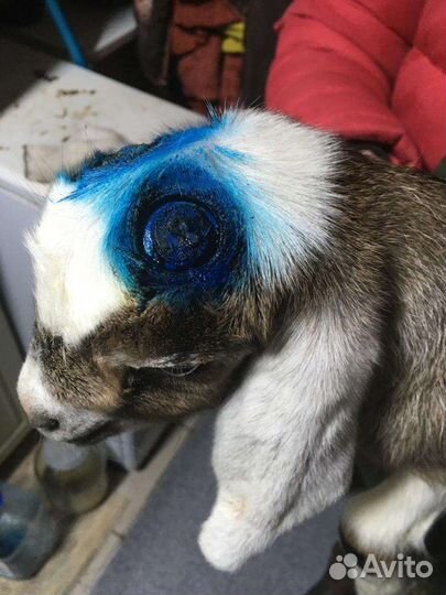 Обезроживание и кастрация