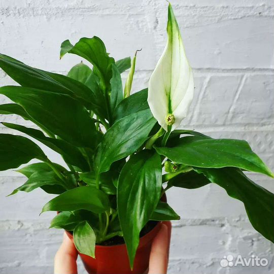 Спатифиллум. Женское счастье