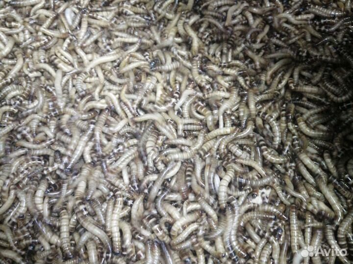 Кормовые насекомые