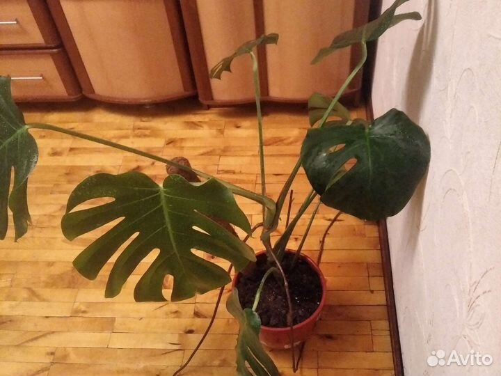 Монстера растения