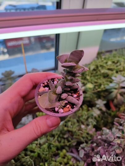 Суккуленты / комнатные цветы