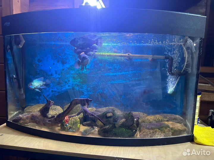 Комплект Аквариум с рыбками