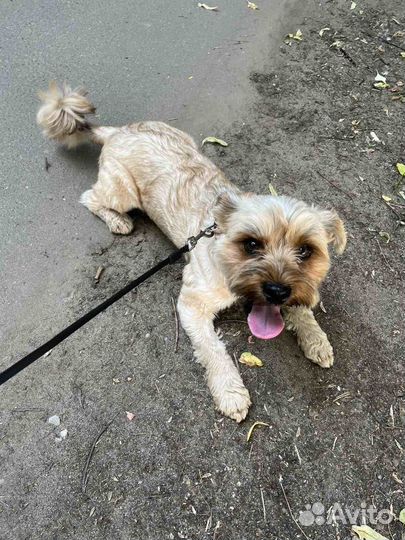 Случка собак