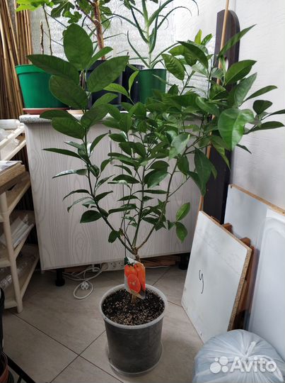 Цитрус мандарин Муркотт