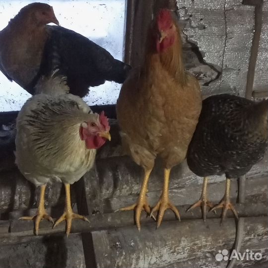 Петух