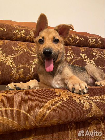 Щенок немецкой овчарки