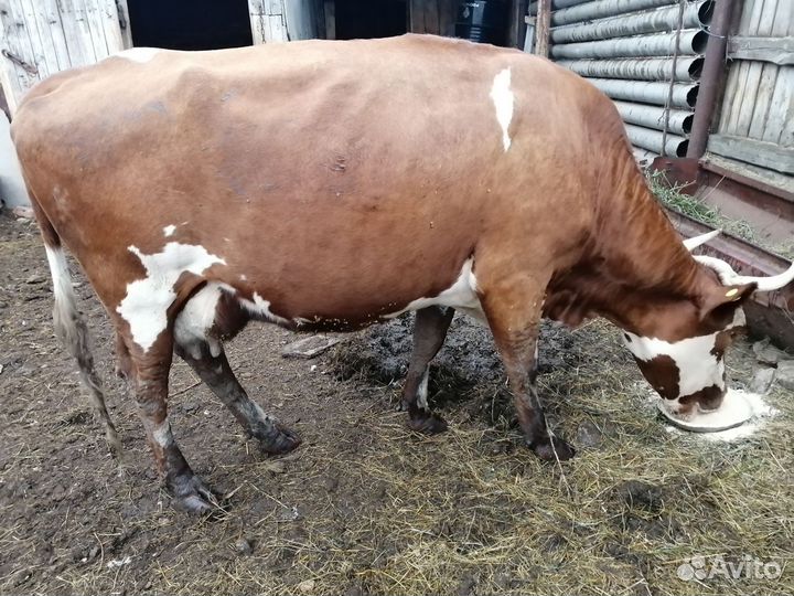 Корова молочная