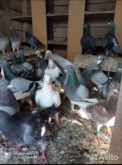 Спортивные голуби