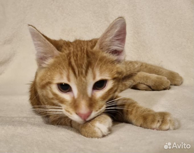 Котик 4.5 мес