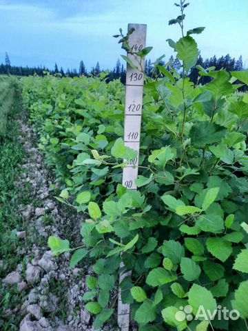 Живая изгородь из боярышника