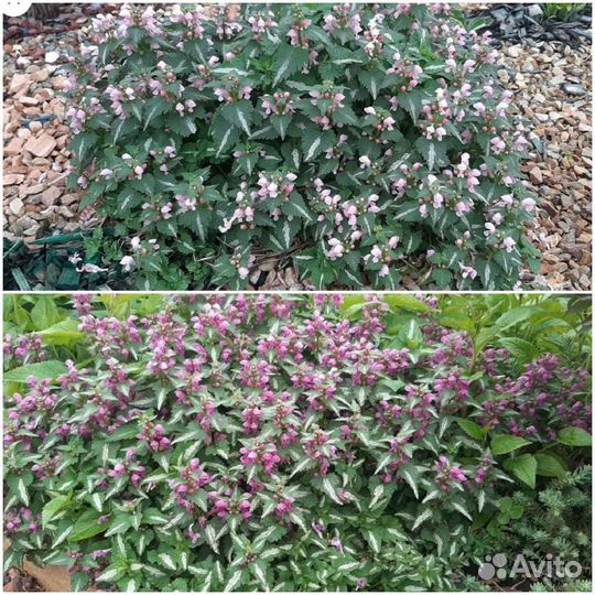 Ирисы низкорослые и др. садовые многолетники