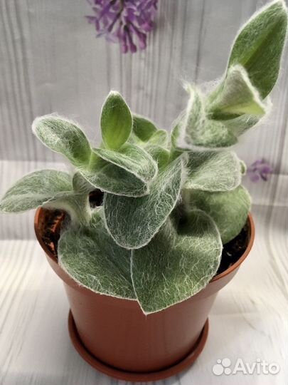 Традесканция силламонтана