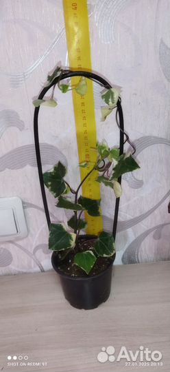 Комнатные растения разные