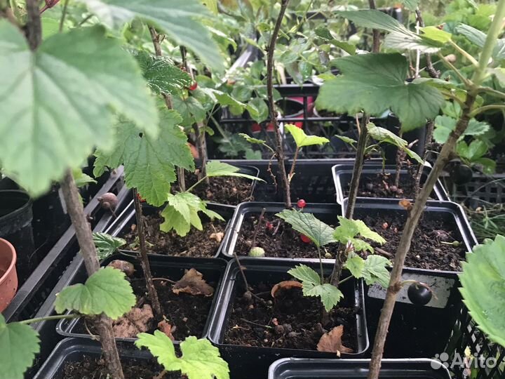 Красная и чёрная смородина, крыжовник