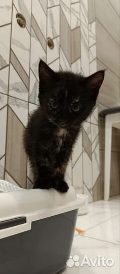 Кошки в добрые руки бесплатно