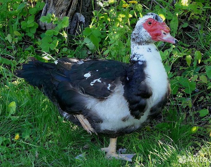 Инкубационное яйцо мексиканской мускусной утки