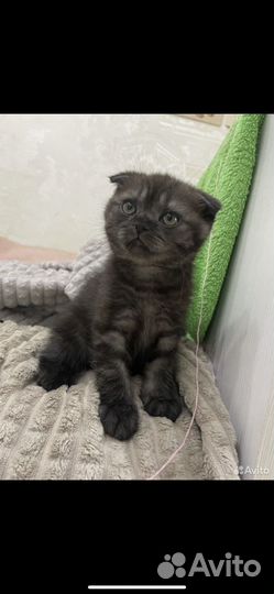 Ищу котёнка