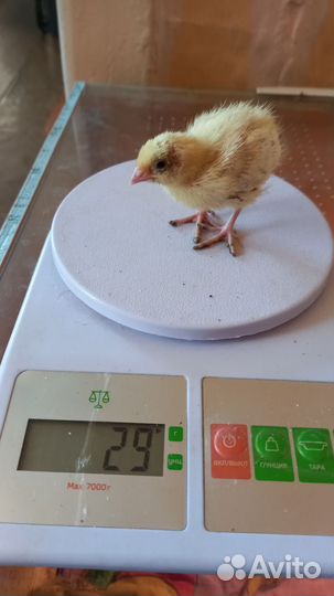 Японские перепела