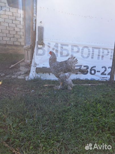 Куры и петух брама