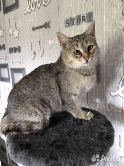 Кошка в дар бесплатно