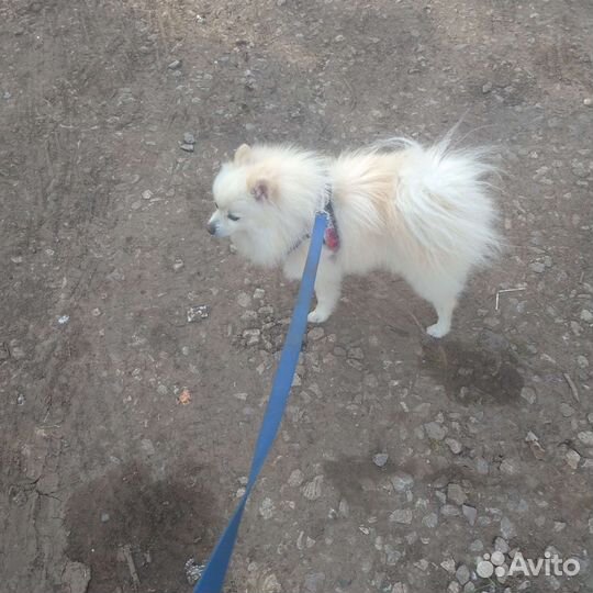 Передержка собак мелких пород