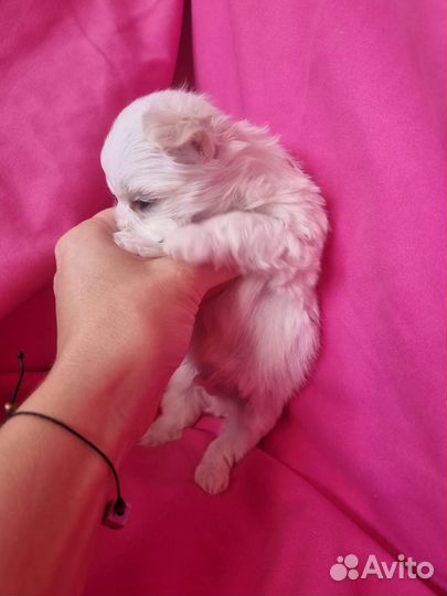 Щенки мальтийской болонки mini