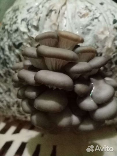 Мицелий вешенки зерновой